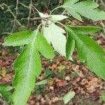 Malus toringoides পাতা