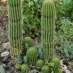 Echinopsis schickendantzii Hoja