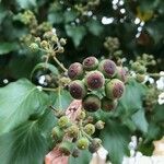 Hedera colchica Fruit