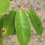 Ficus sansibarica Φύλλο