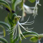 Platanthera lacera Flower