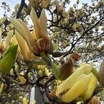 Magnolia denudata Fiore