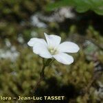 Saxifraga corsica ফুল