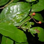 Nectandra umbrosa Fruit