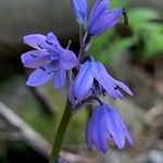 Hyacinthoides hispanica Flor