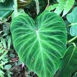 Philodendron verrucosum Blad