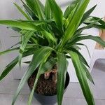Yucca gloriosaFeuille