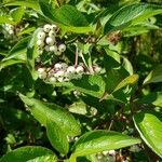 Cornus racemosa Fleur
