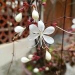 Clerodendrum laevifolium Flor