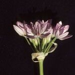Allium unifolium Kukka