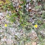 Helianthemum salicifolium Mosusu