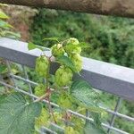 Humulus lupulusFlower