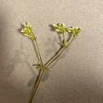 Cerastium brachypetalum Fleur