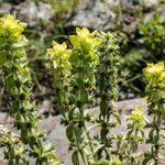 Sideritis montana Flower