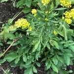 Patrinia scabiosifolia Lehti