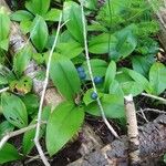 Clintonia borealis Leaf