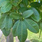 Tabebuia pallida Blatt