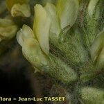 Oxytropis pilosa Flower