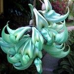 Strongylodon macrobotrys Flor