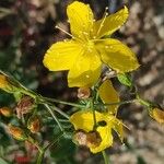 Hypericum linariifolium Flower