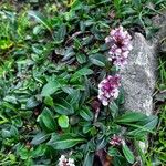 Polygonum cognatum Квітка