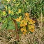 Euphorbia griffithii Flor