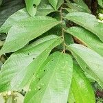 Duboscia macrocarpa Hoja