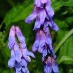 Vicia cracca Květ