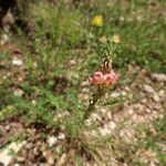 Onobrychis arenaria Blüte