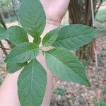 Iochroma arborescensLapas