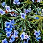 Lithodora zahnii Flor