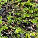 Empetrum nigrum Leaf