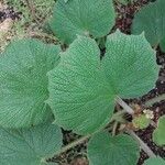 Begonia acida Folha