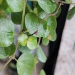 Pilea depressaLevél