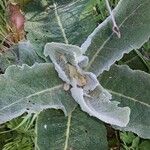 Verbascum pulverulentum Foglia