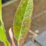 Lactuca virosa Leaf