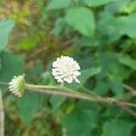 Melanthera nivea Flower