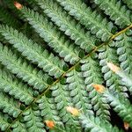 Dicksonia antarctica Leaf