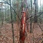 Vaccinium arboreum Bark