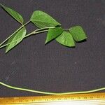 Condylostylis candida Altul/Alta