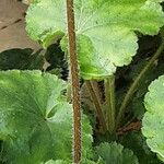 Heuchera sanguinea Bark