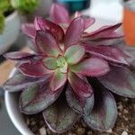 Echeveria nodulosa Ліст