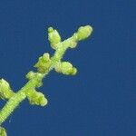 Tetrorchidium euryphyllum Other