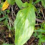 Doronicum clusii Leaf