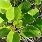 Ipomoea pes-caprae Leaf