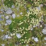 Saxifraga exarata Flor