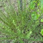 Artemisia campestris পাতা