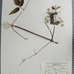 Clematis acuminata Anders