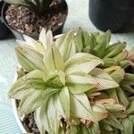 Haworthia cymbiformis Yaprak