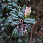 Berberis darwinii Blatt